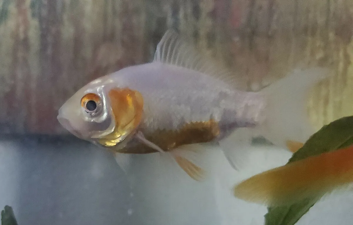 A white Common Goldfish with subtle orange coloring swims in a clear aquarium