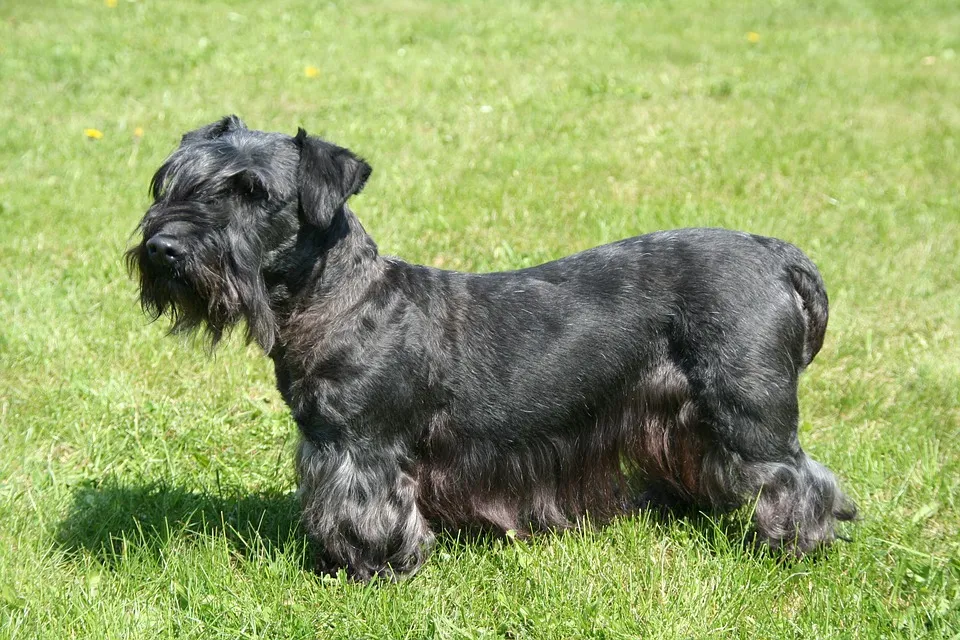 Small gray Cesky Terrier with a beard and mustache standing on green grass
