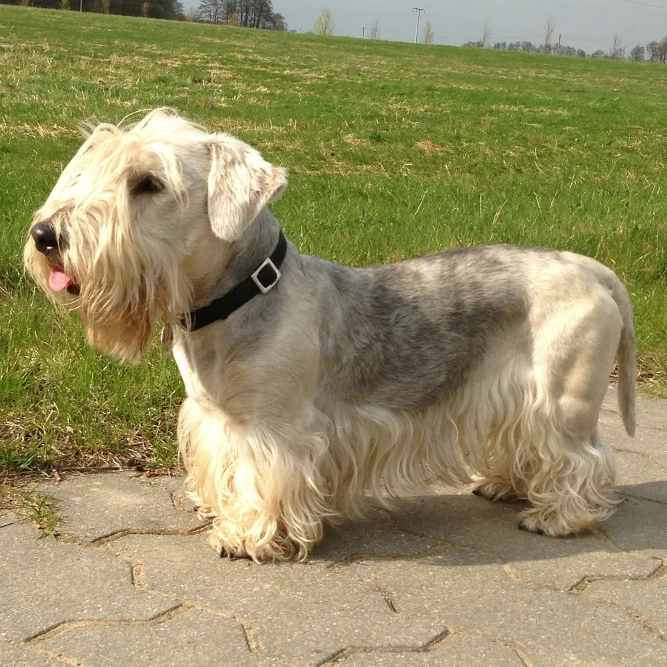 Light gray and white Cesky Terrier with long facial hair stands on pavement