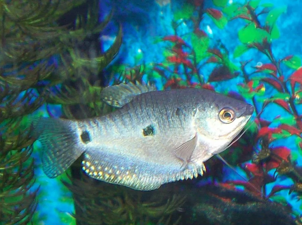 Moonlight Gourami with silvery body and dark spots swimming near plants in aquarium