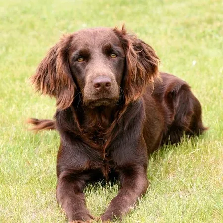 Brown Deutscher Wachtelhund with floppy ears lies on green grass looking forward