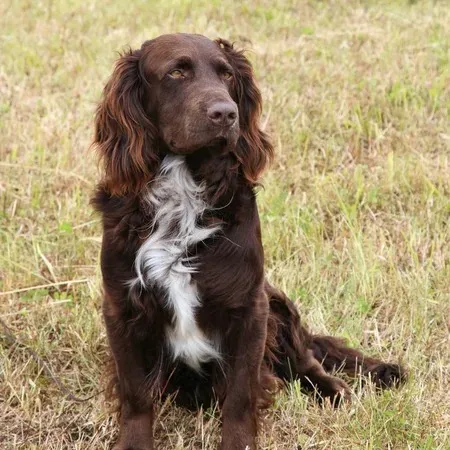 Brown Deutscher Wachtelhund with white chest sits attentively on dry grass