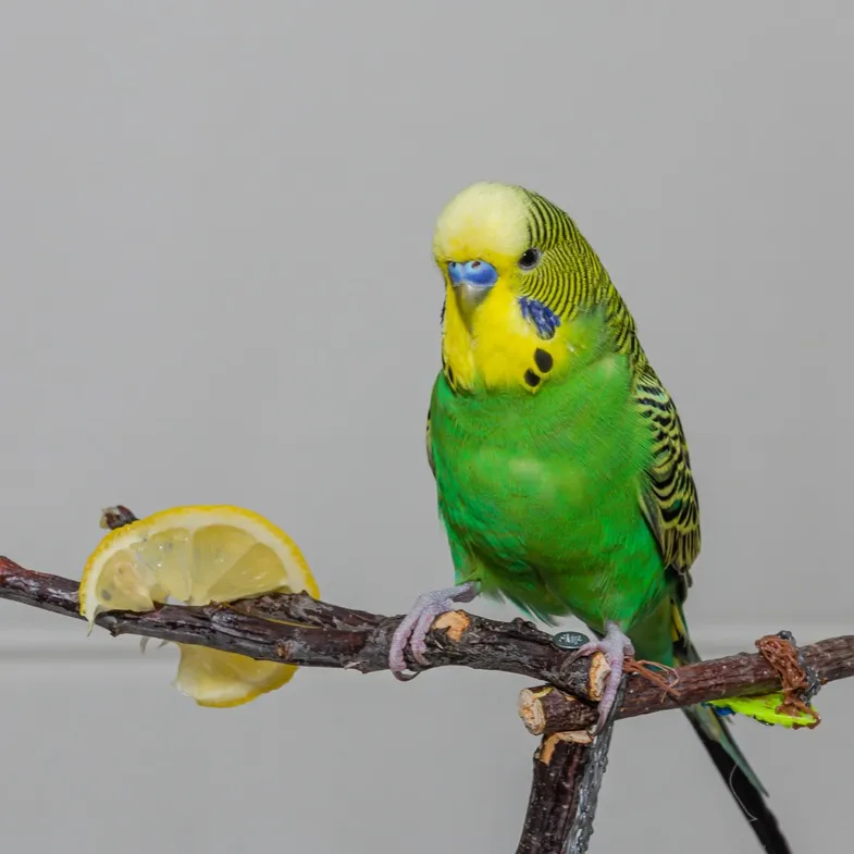 Green and yellow budgerigar perched on a branch next to a slice of lemon