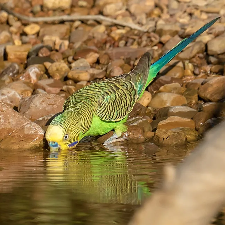 Green and yellow Budgerigar drinking water from a rocky pond