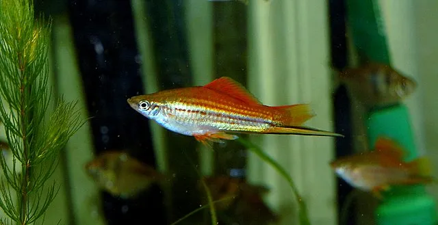 Red Swordtail fish with shiny body and long tail swimming in planted aquarium