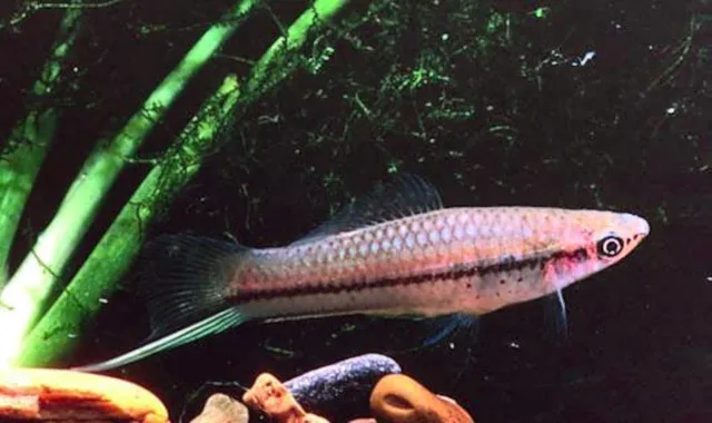 Swordtail fish with silver body and dark stripe swimming near plants in aquarium