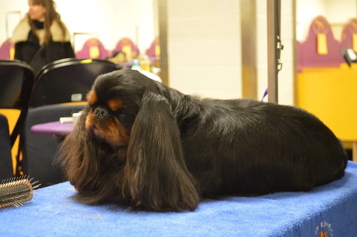 black and tan English Toy Spaniel with long ears lies on a blue grooming table facing left