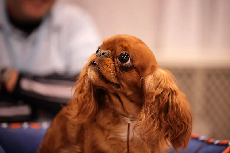 reddish brown English Toy Spaniel with long wavy ears looks up and to the left with large dark eyes