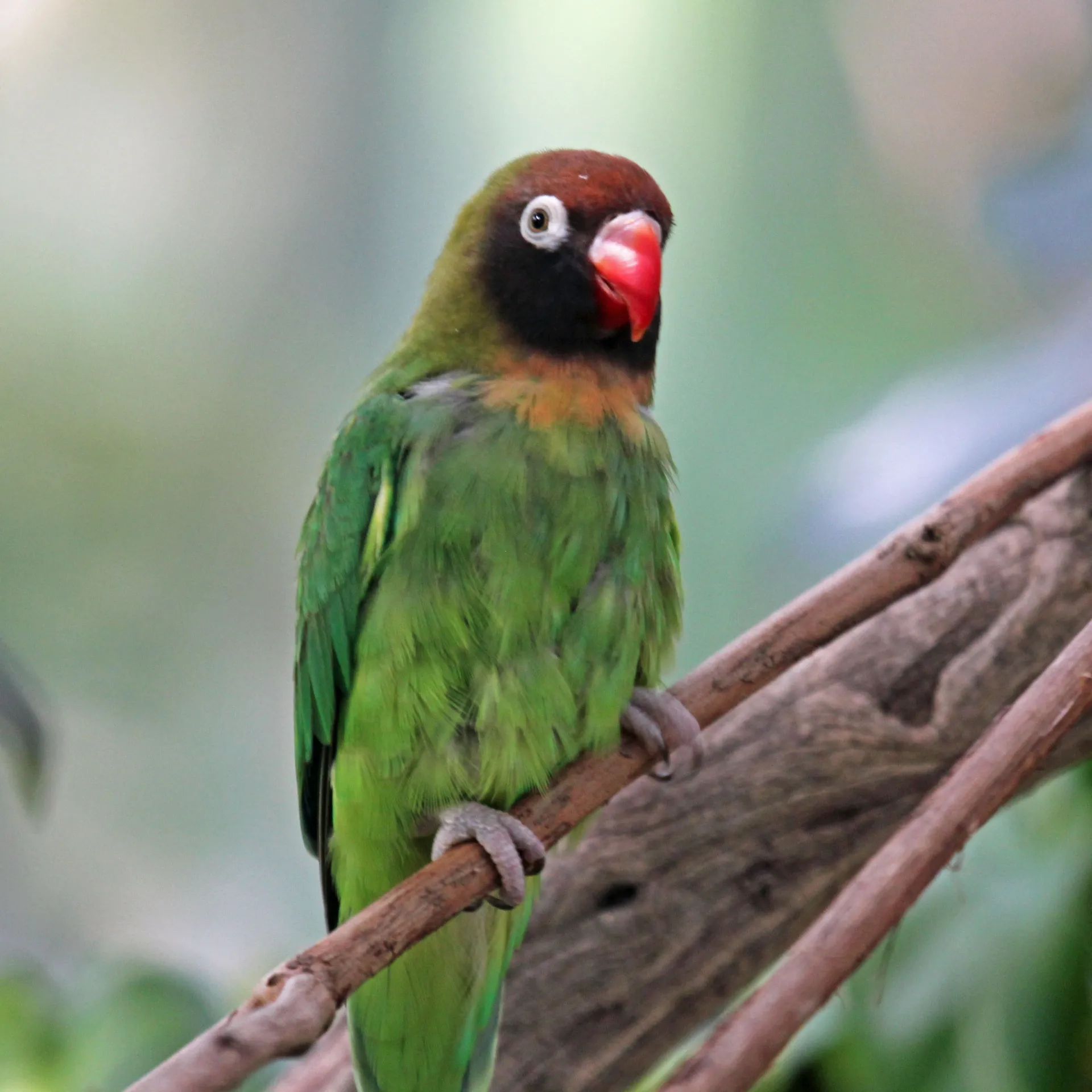 Bright green Love Bird with red face perched on a branch in a leafy natural setting