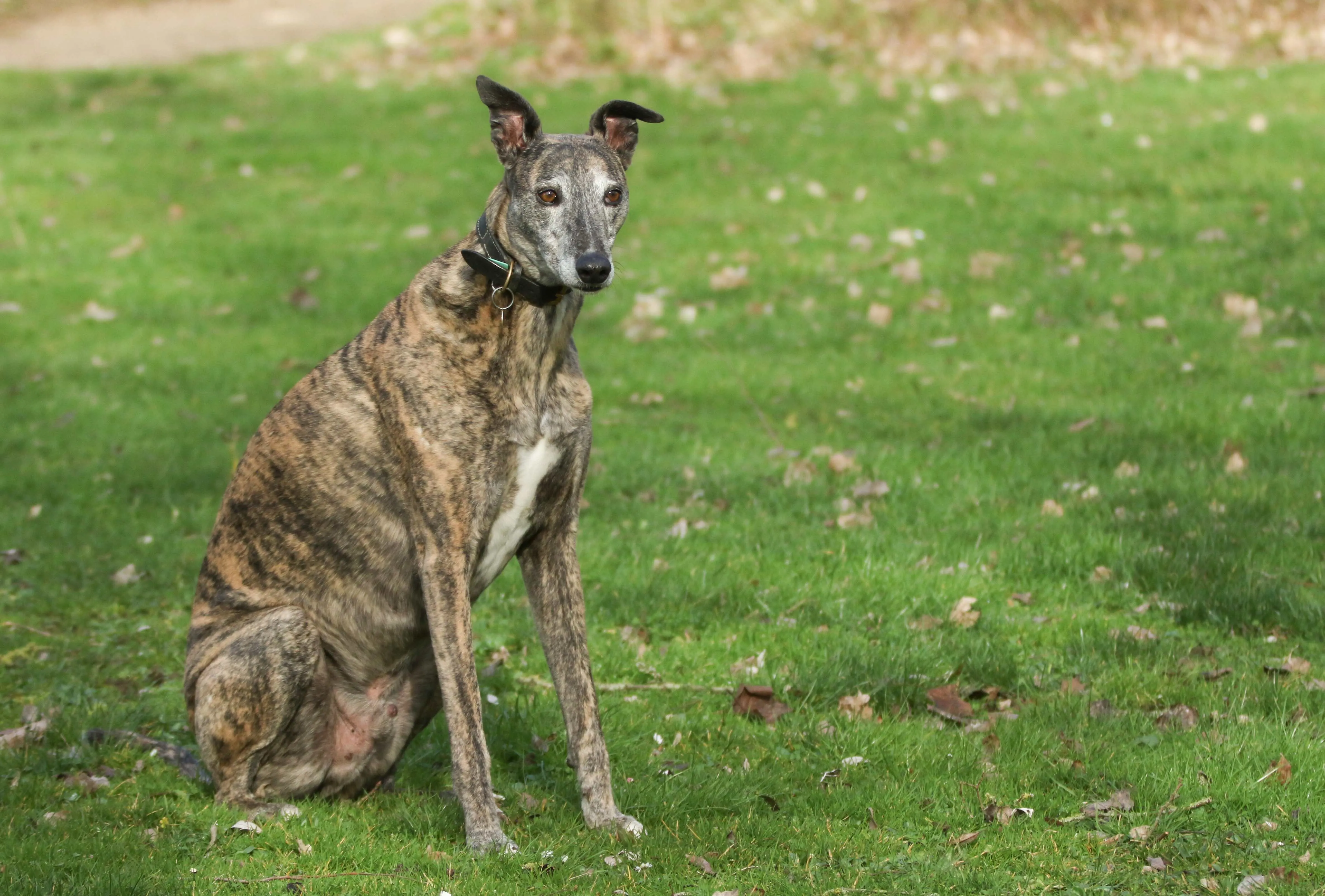 Brindle Greyhound dog sits on green grass looking right with a black collar