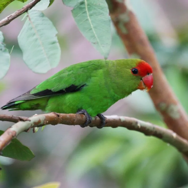 Green Love Bird with red beak and face perched on a branch among green leaves