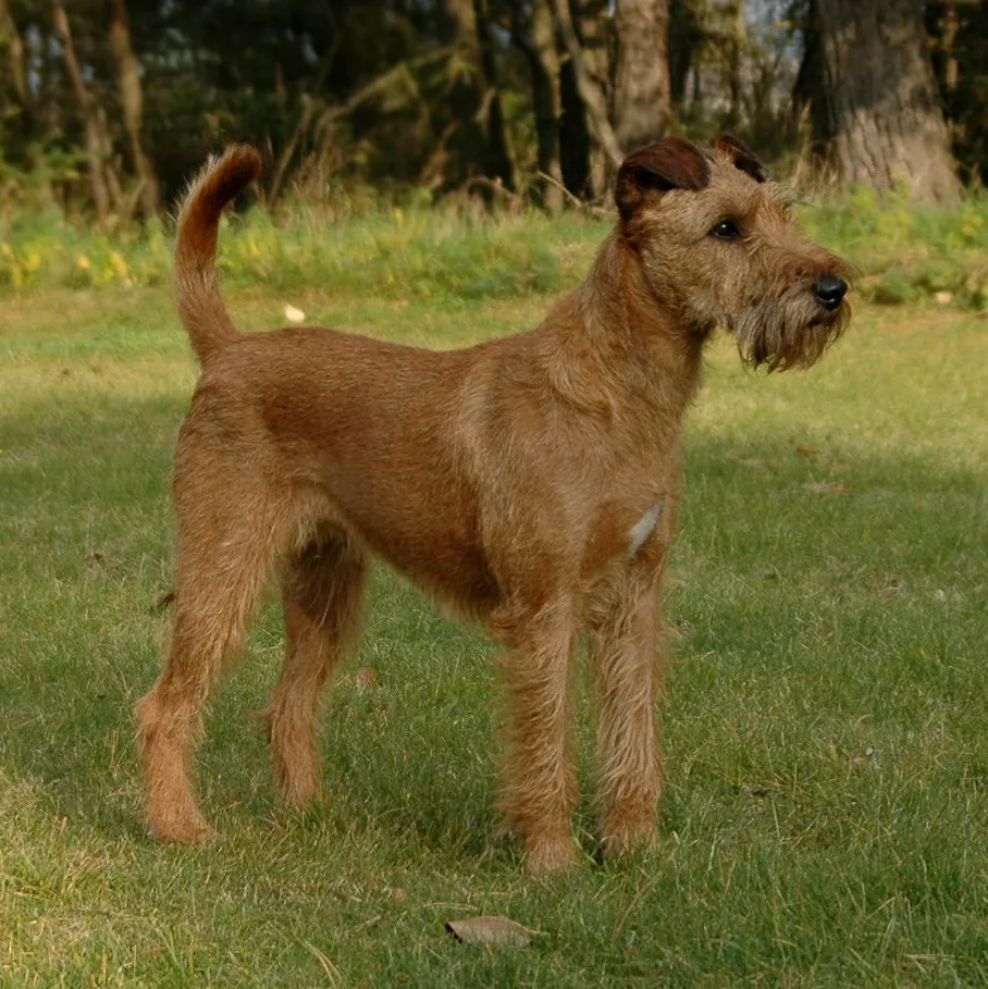 Reddish brown Irish Terrier stands on green grass in a park looking right