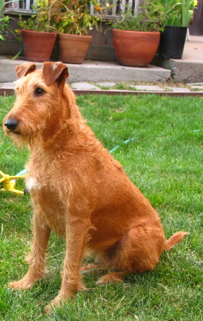 Reddish brown Irish Terrier sits attentively on green grass looking to the left