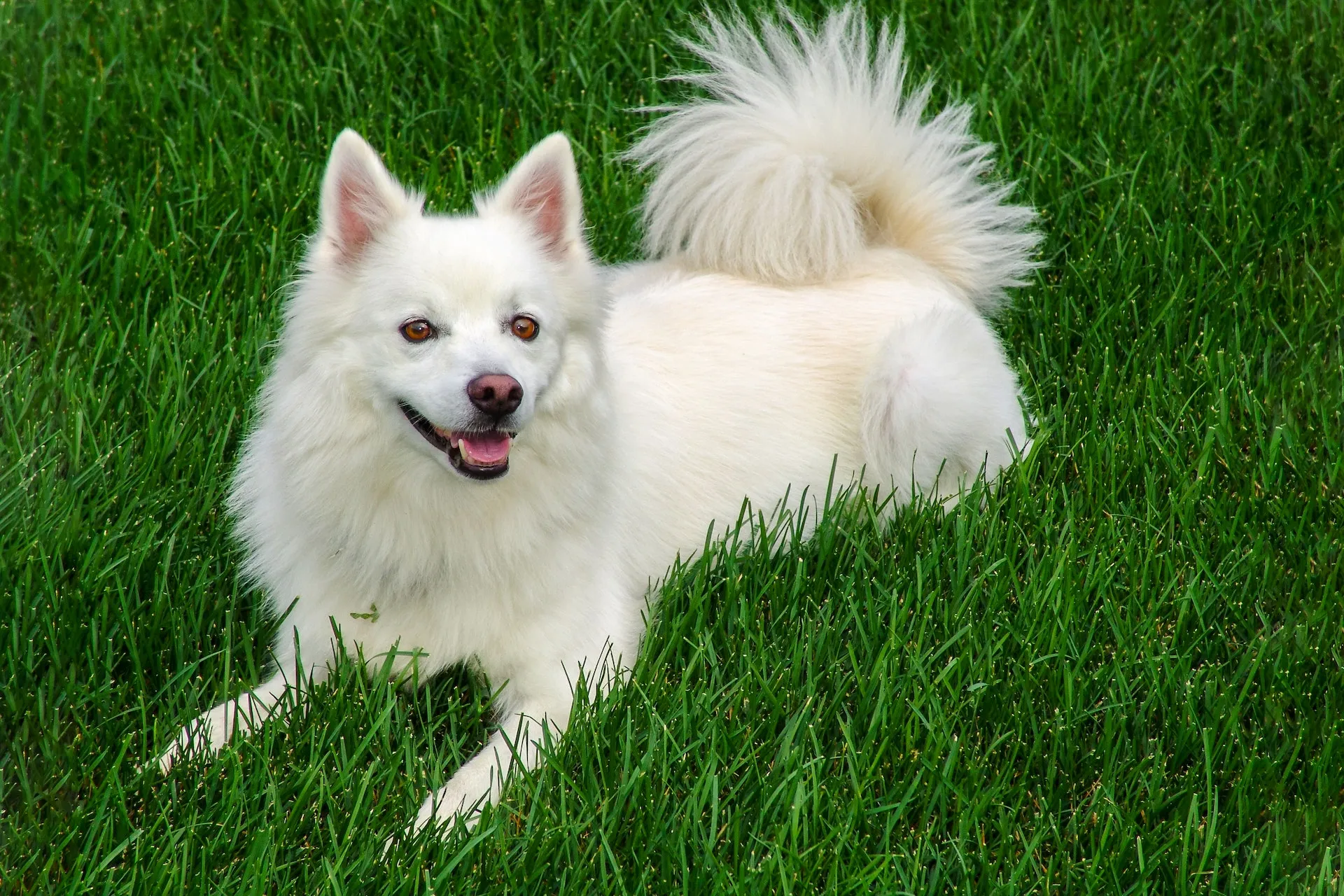 Fluffy white Indian Spitz dog with erect ears looking forward