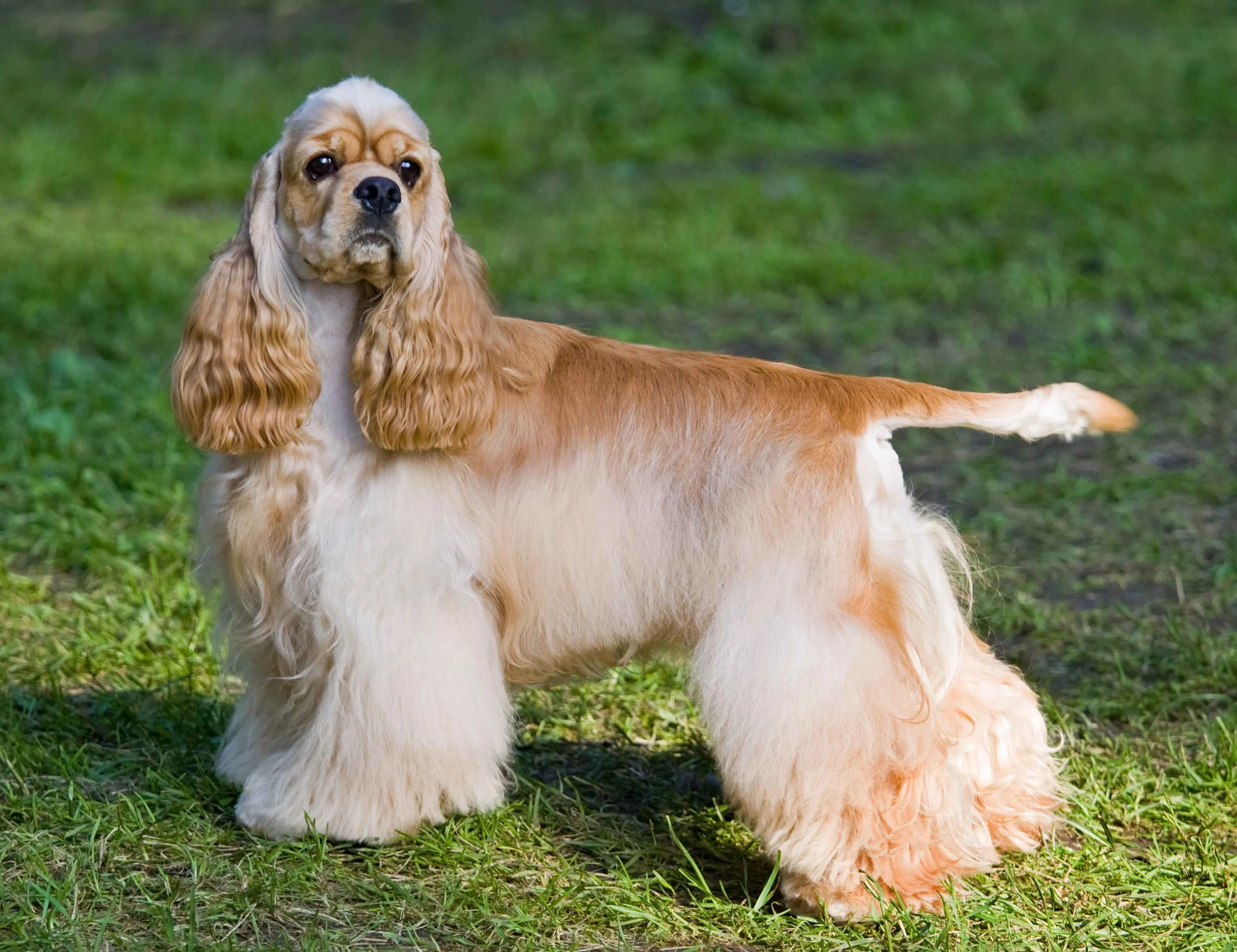 American Cocker Spaniel with long flowing fur standing on grass and looking to the side