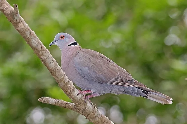 An African Mourning Dove with gray and pink feathers perches on a branch looking left