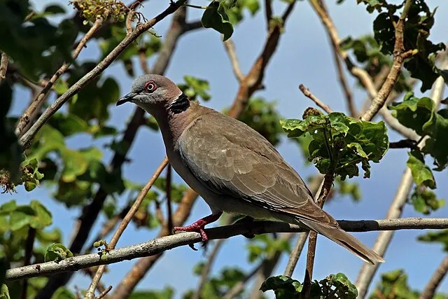 A Red eyed Dove with grey and brown feathers and a black neck patch perches on a branch
