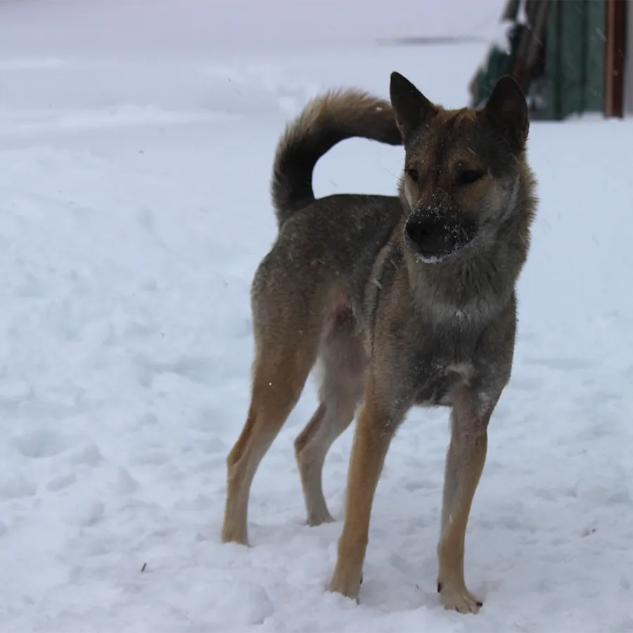 Tan and gray Kishu Ken dog with a curled tail stands in the snow
