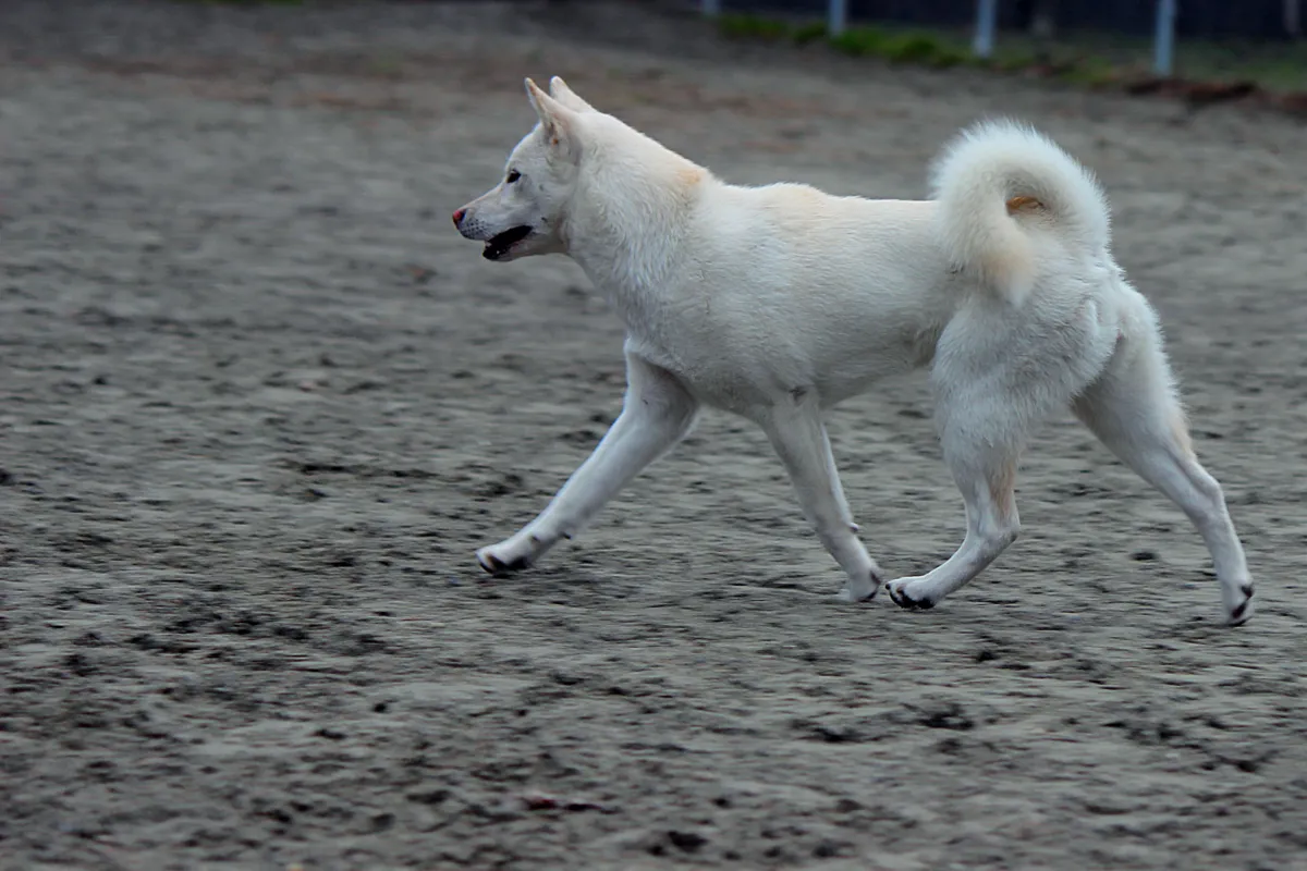 White Kishu Ken dog with a curled tail walks on a textured gray surface