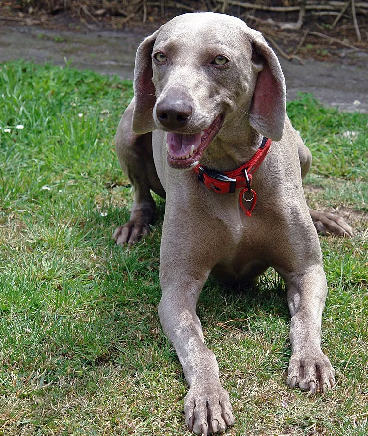 Gray Weimaraner dog lies on green grass wearing a red and black collar with open mouth