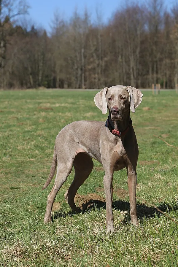 Gray Weimaraner dog with floppy ears stands on a grassy field wearing a black collar