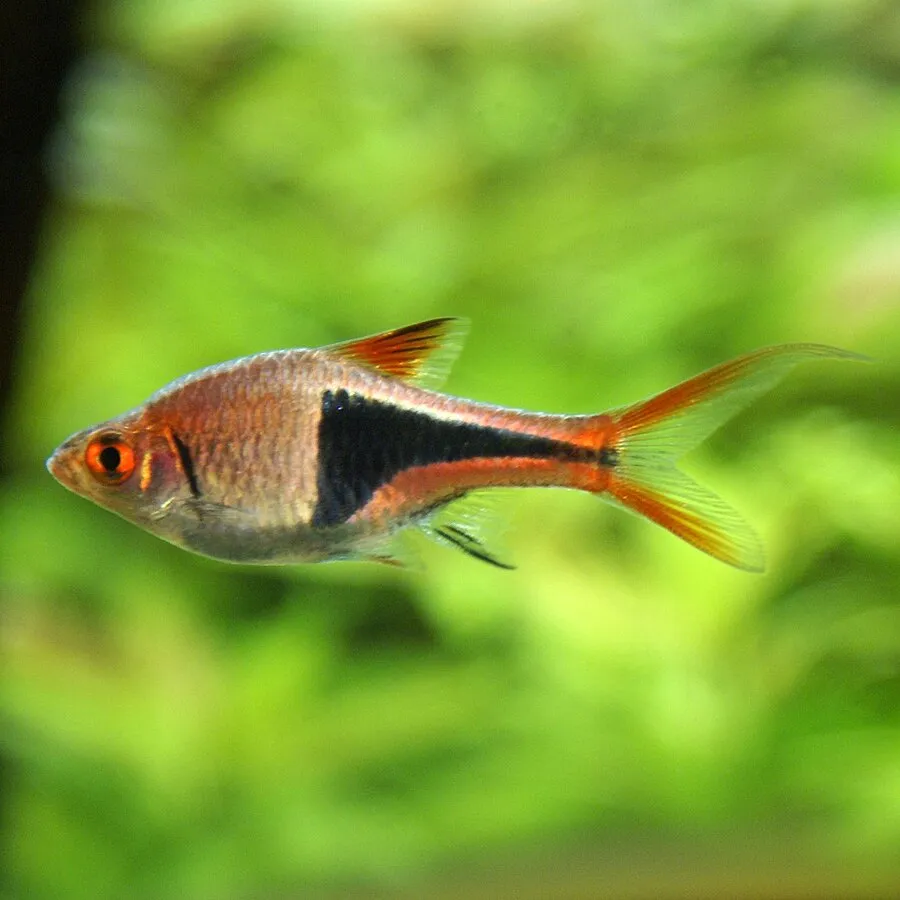 Close up of Harlequin Rasbora showing orange fins and black triangular body mark