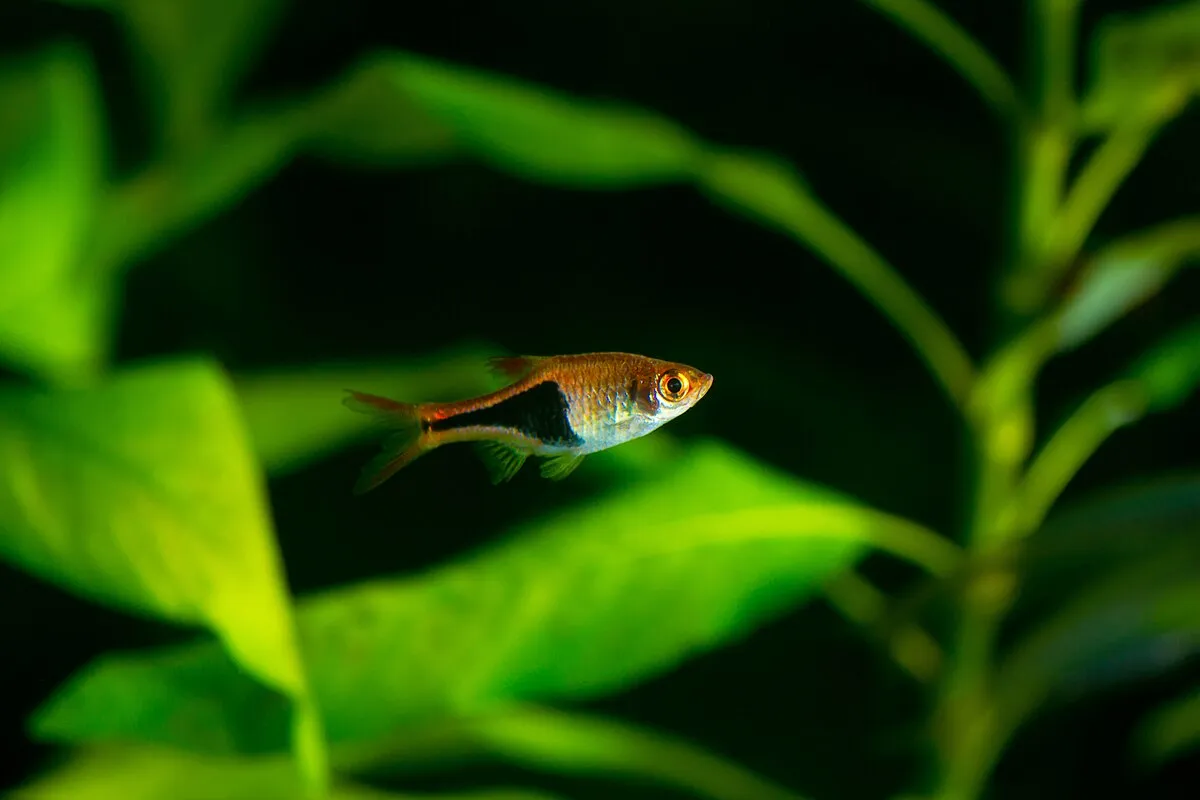Harlequin Rasbora swimming among bright green aquatic plants in a freshwater tank