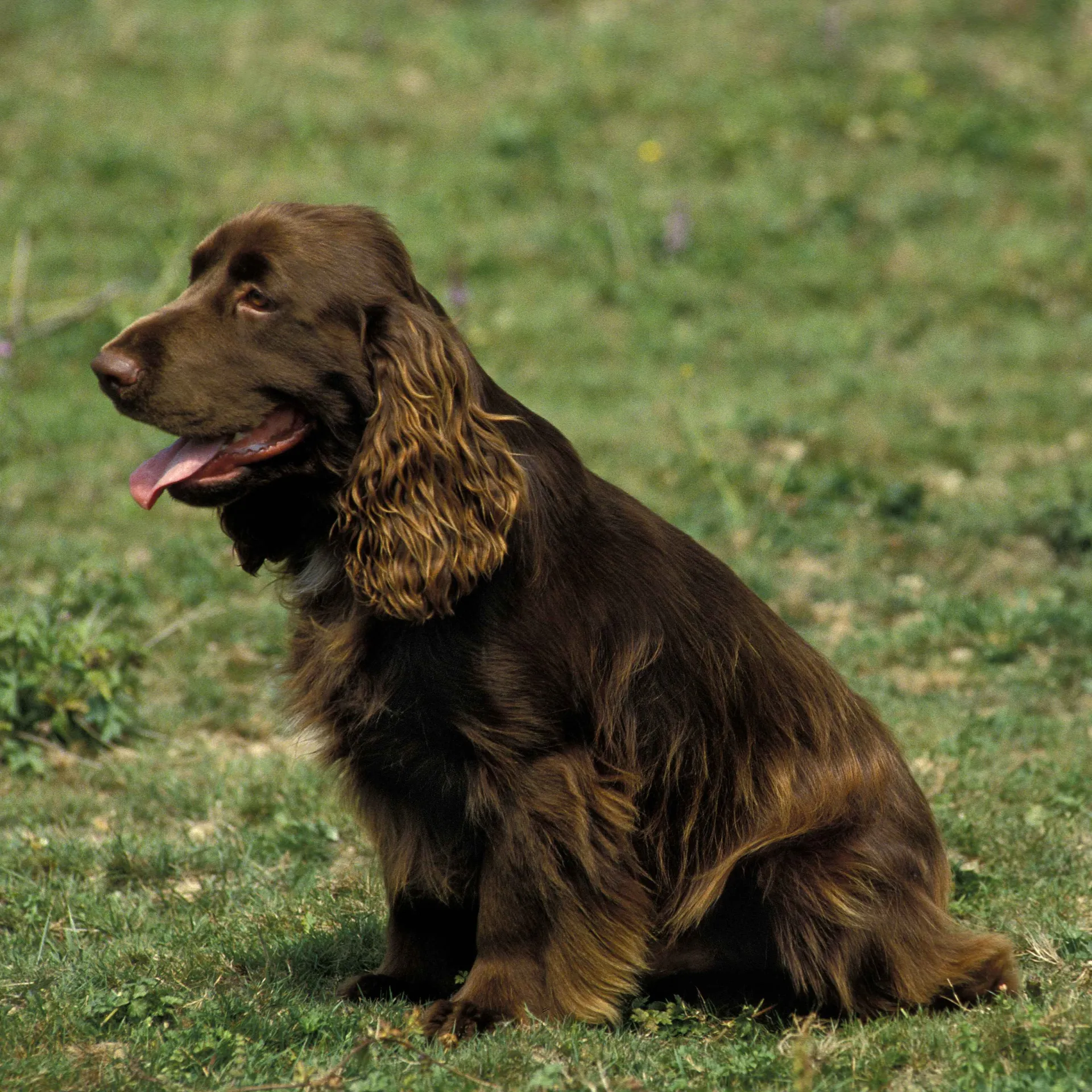 Brown Field Spaniel with floppy ears sits panting on a green grassy field