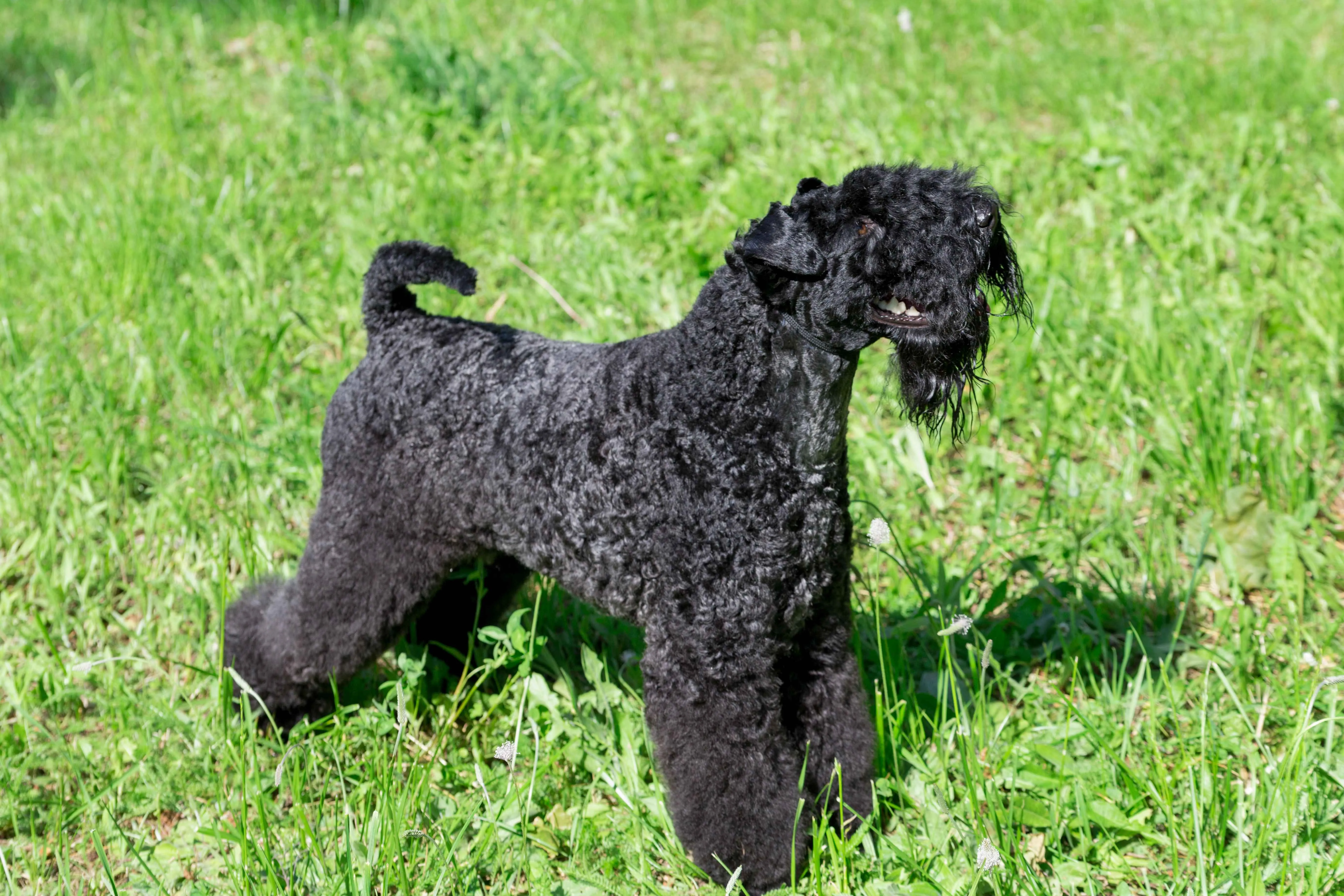 Black curly coated Kerry Blue Terrier stands alert in a field of tall green grass