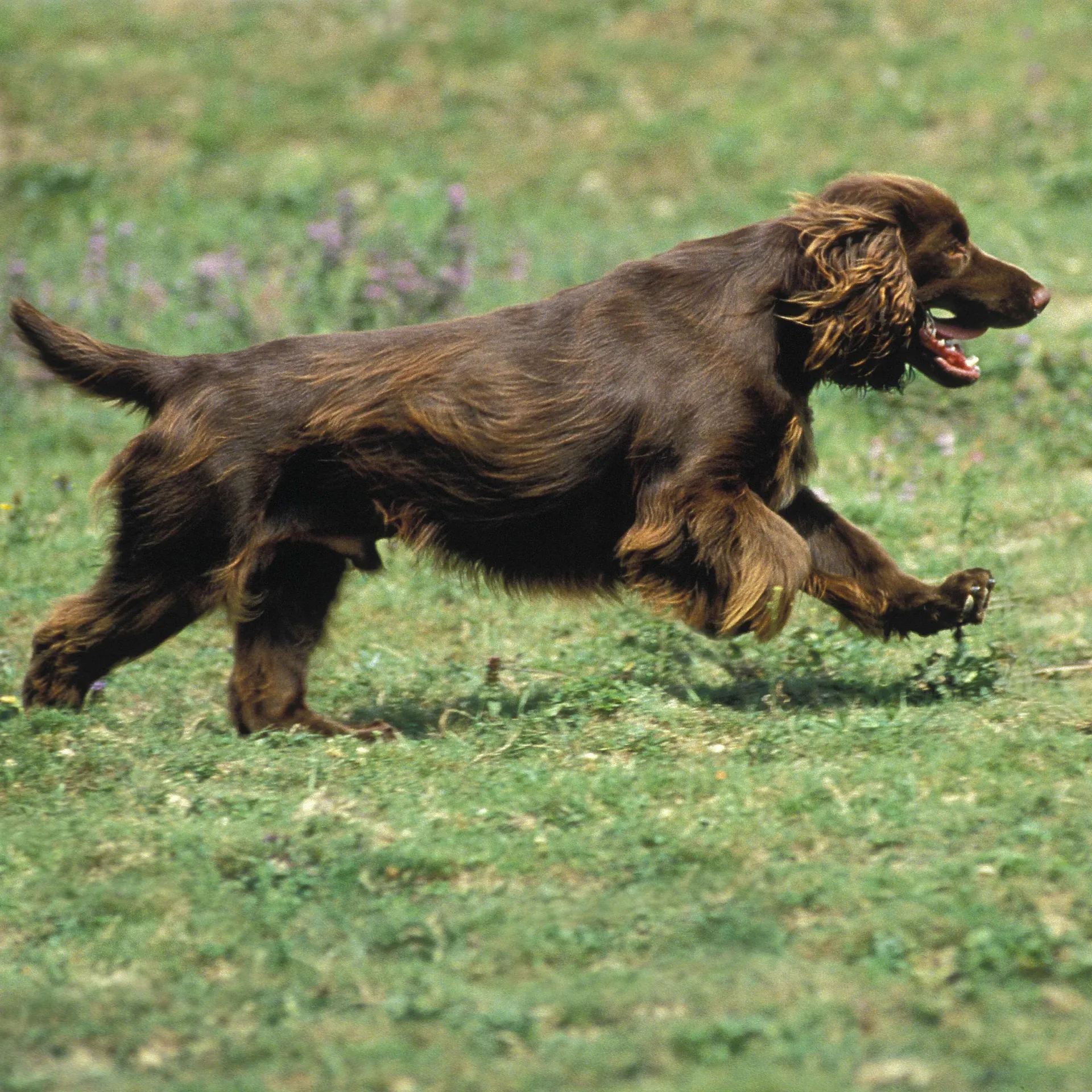 Brown Field Spaniel with floppy ears runs on green grass with mouth open