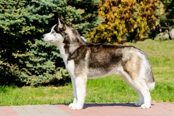 Gray and white Yakutian Laika with erect ears standing in profile on a paved surface