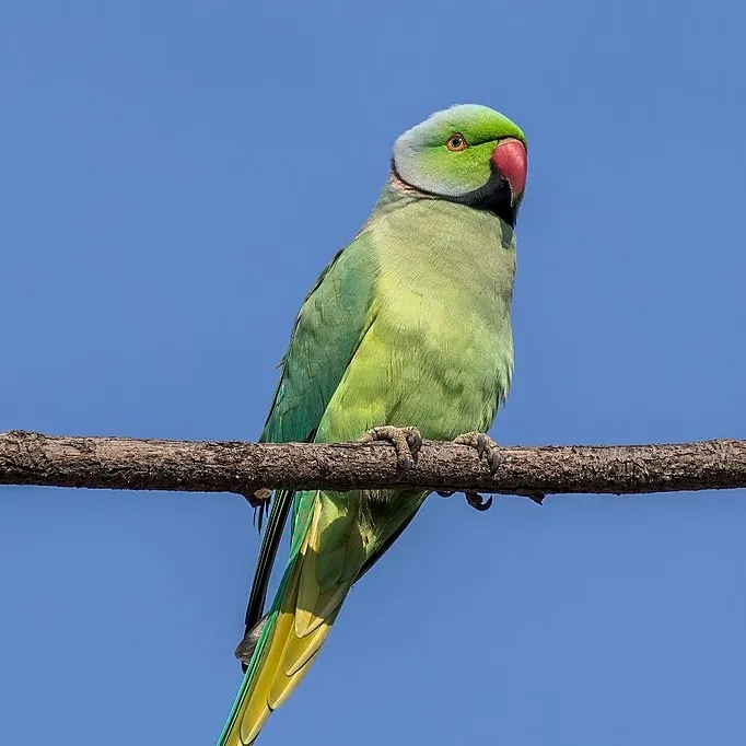 A green Rose Ringed Parakeet with a red beak and black ring perches on a branch