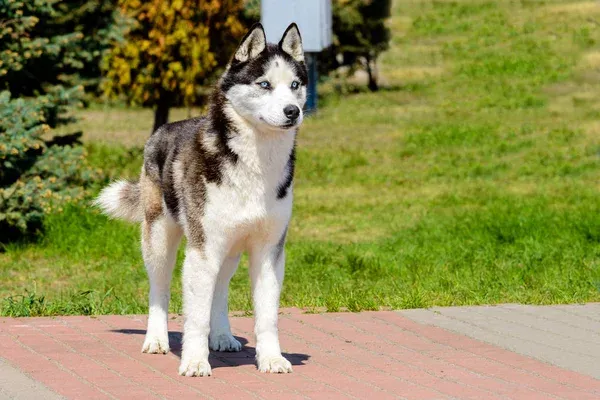 Black white and gray Yakutian Laika with blue eyes standing on a red brick surface