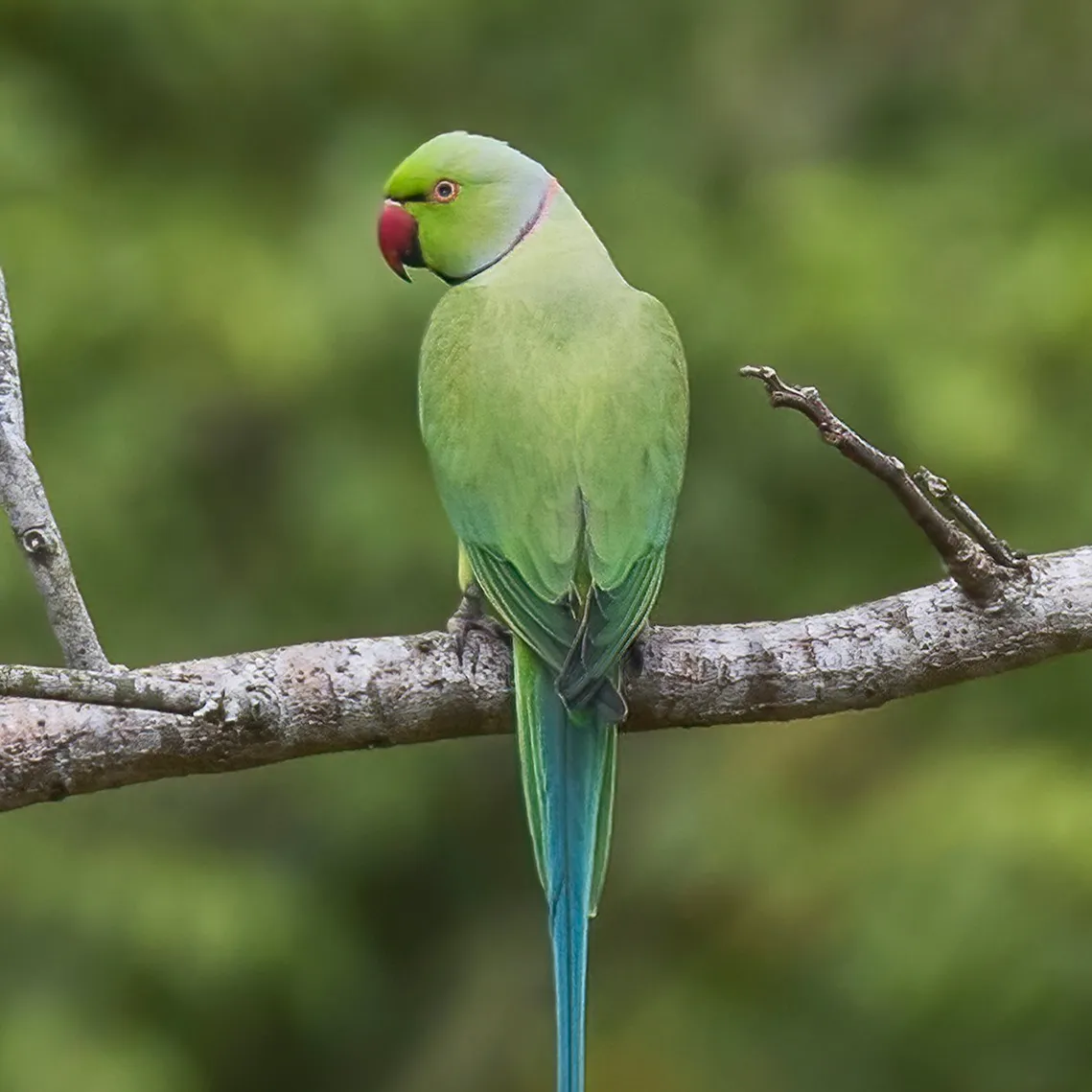 A green Rose Ringed Parakeet with a red beak and long blue tail perches on a branch