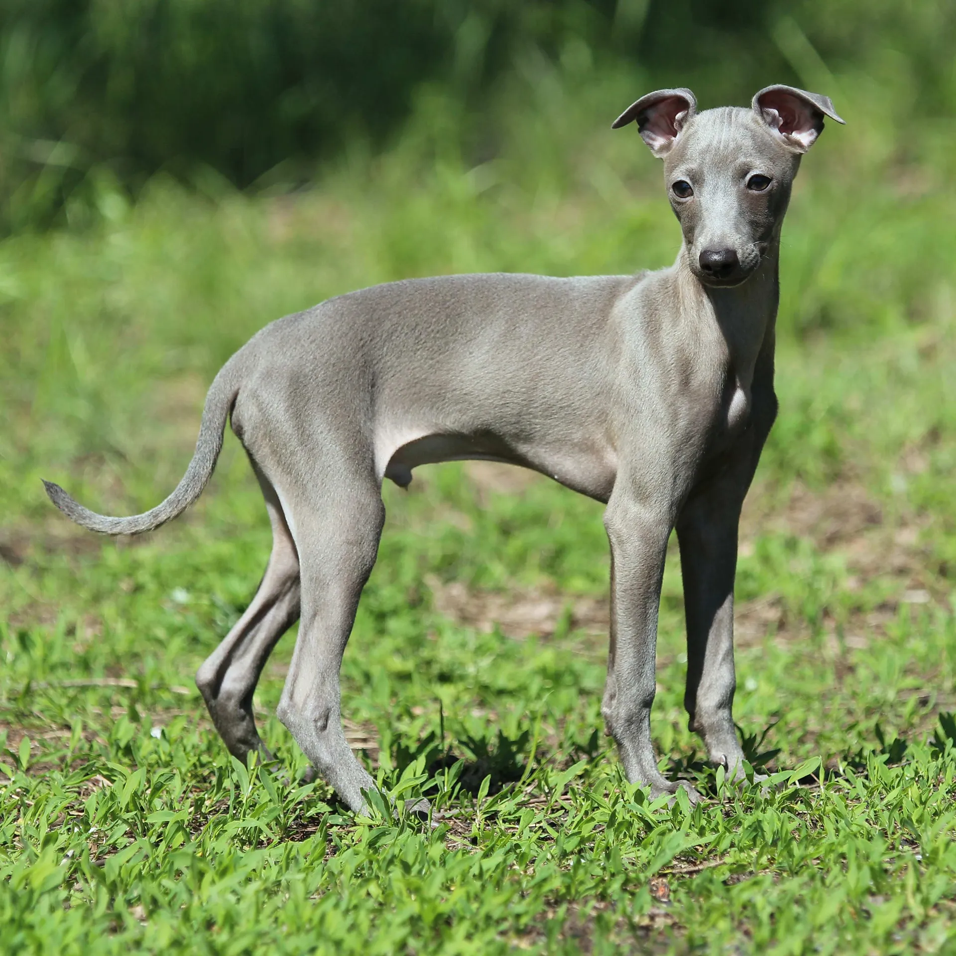 Sleek gray Italian Greyhound stands alert on green grass looking over its shoulder
