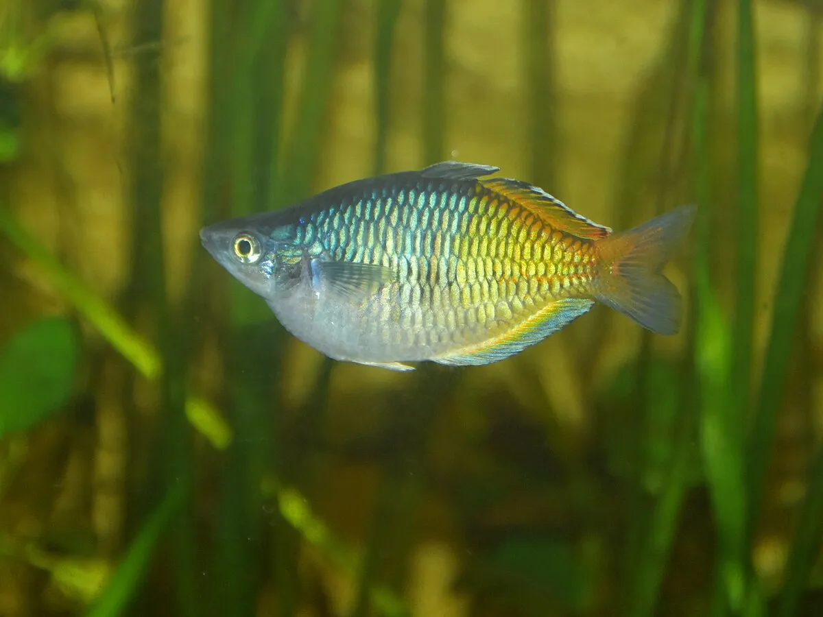 Boesemans Rainbowfish Silver Head Green Yellow Body