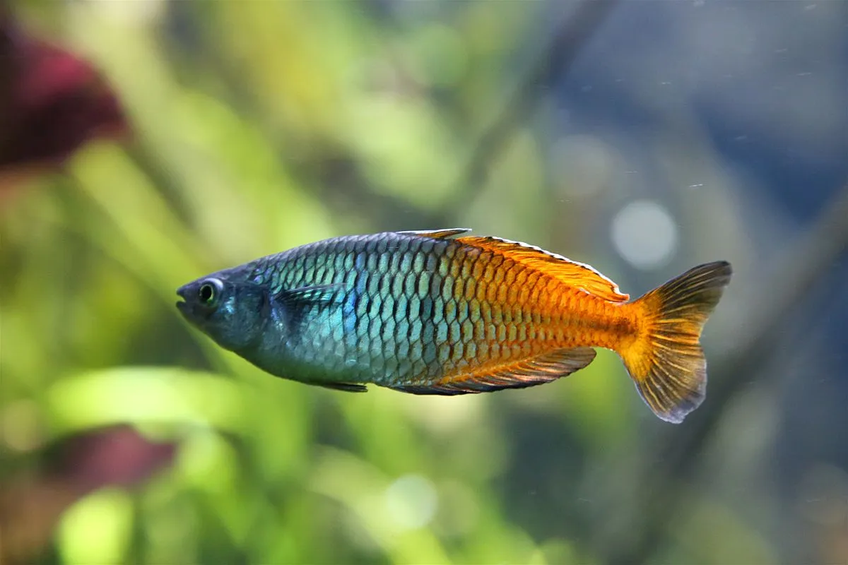 Boesemans Rainbowfish Blue Green Head Orange Tail