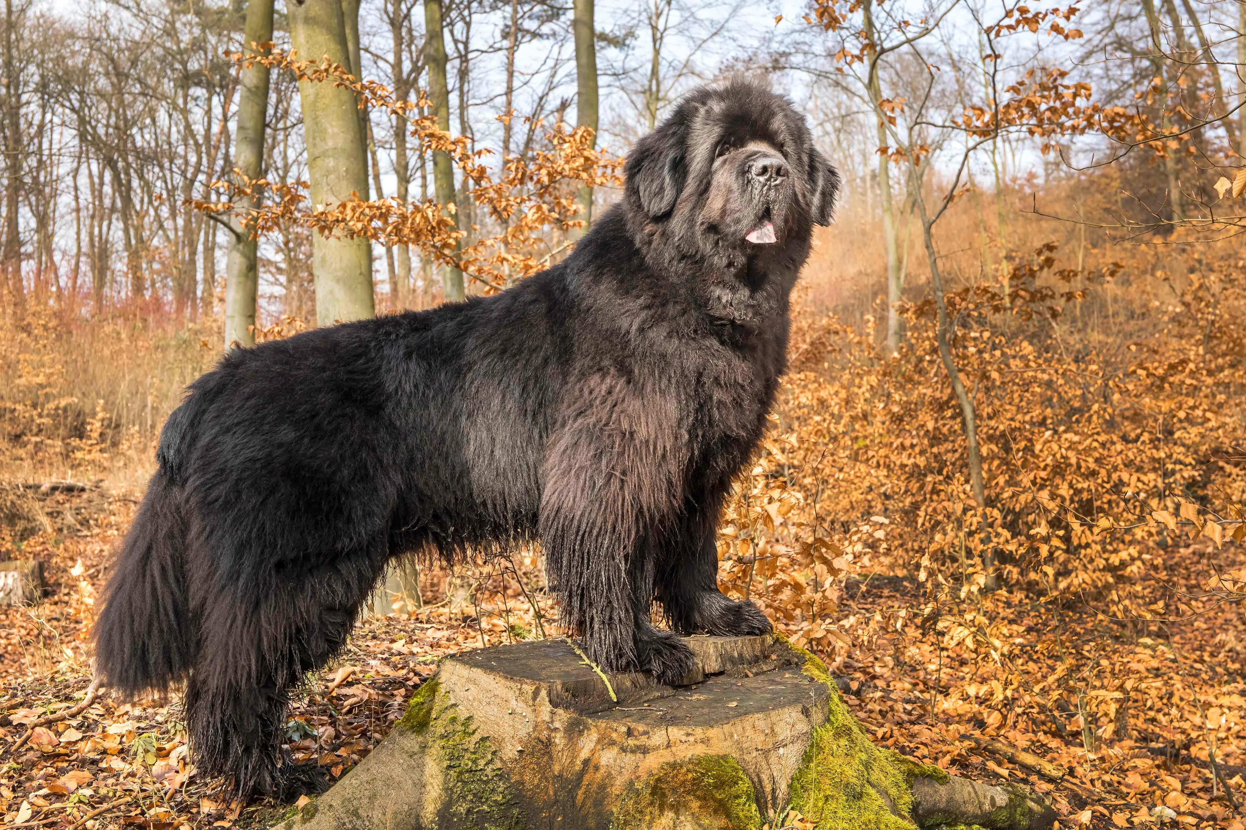 Large black Newfoundland dog stands on a mossy tree stump in a forest with fallen leaves