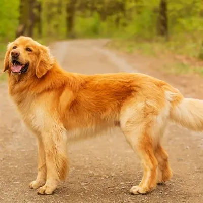 Golden Hovawart dog standing on a path with trees in the background