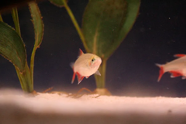 Bloodfin Tetra