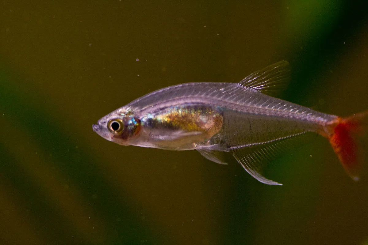 Bloodfin Tetra with a translucent silver body and iridescent lateral line and red tail fin