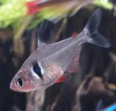 Black Phantom Tetra with translucent body and dark fins swimming in an aquarium
