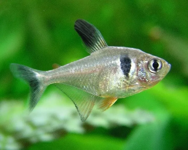 Black Phantom Tetra with silver body and black spot swimming in a green aquarium