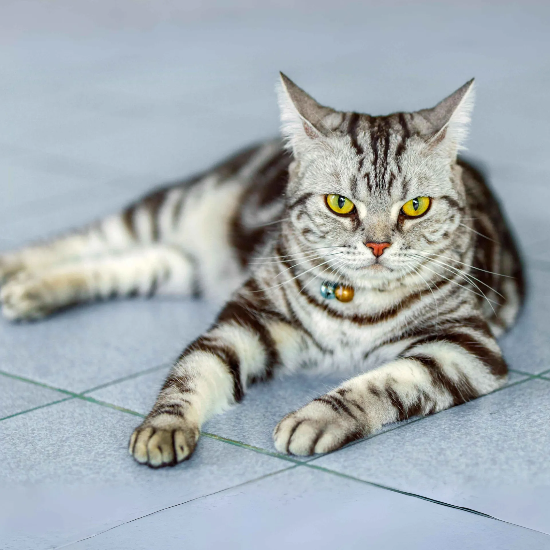 Silver tabby American Shorthair cat with yellow eyes and a collar lies on a gray tiled floor
