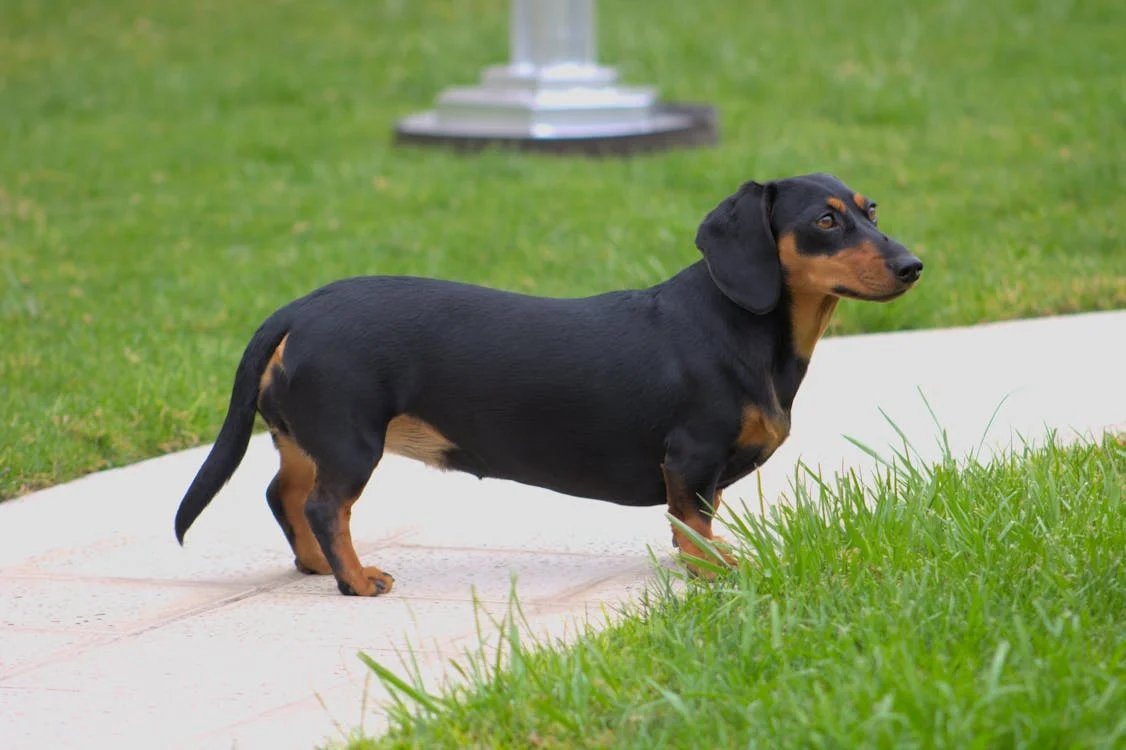 Black tan Dachshund dog stands on a light path looking right with green grass around it