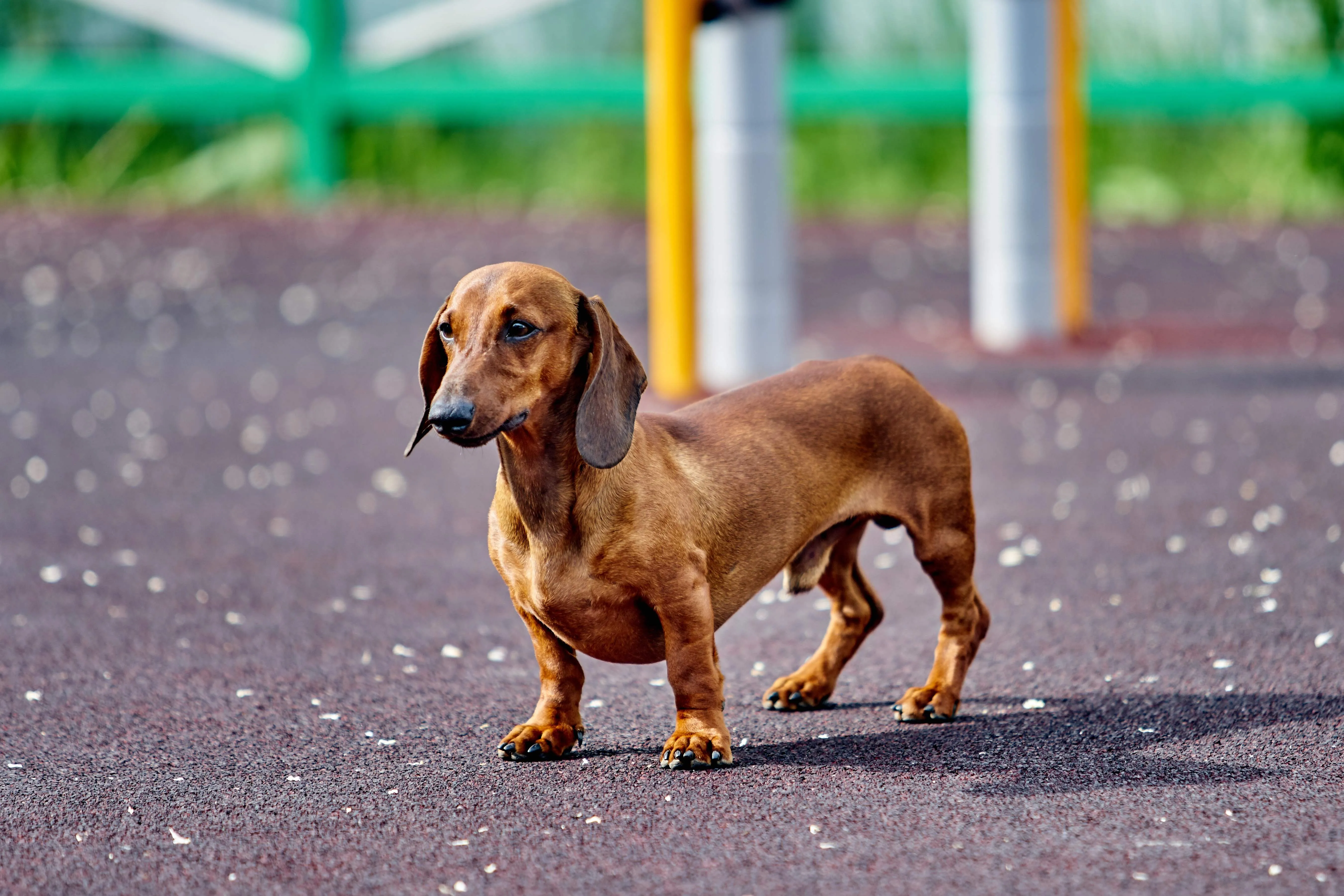 Brown Dachshund dog stands on a textured surface looking left with blurred colorful background