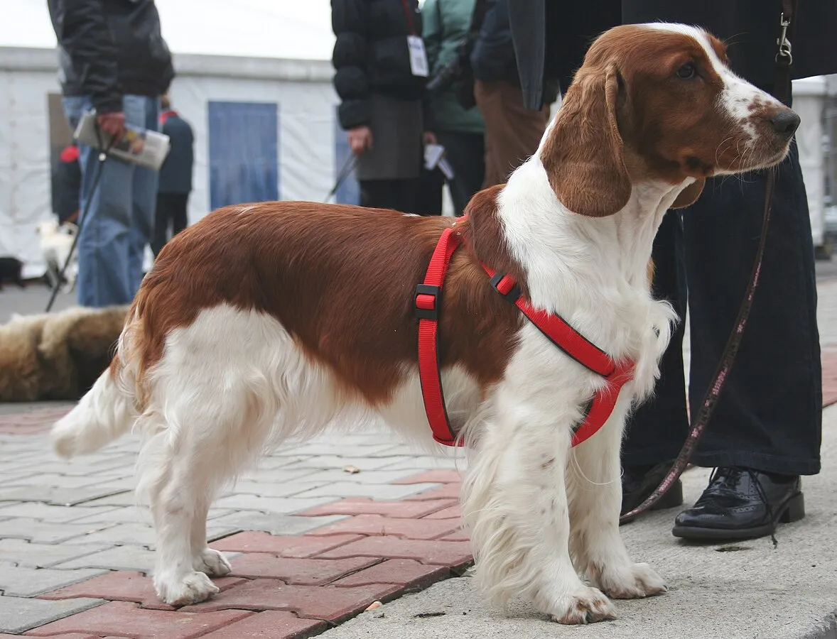 Brown and white Welsh Springer Spaniel wearing red harness stands on patterned pavement