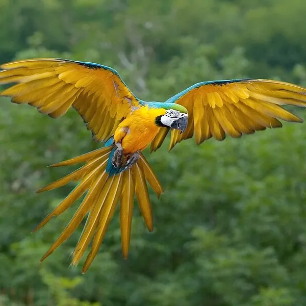 Blue and gold Macaw with wide spread wings in flight above green trees