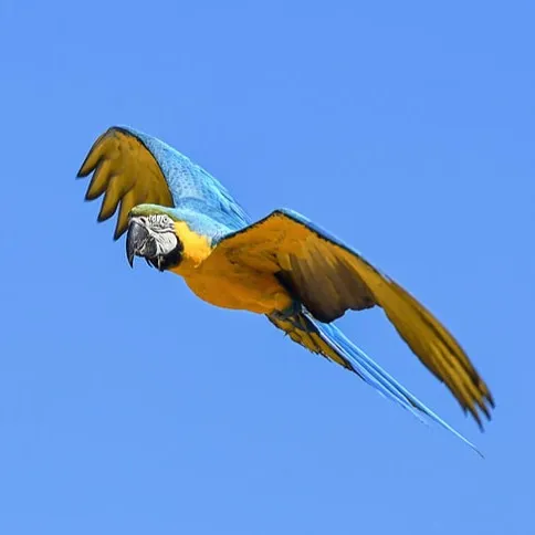 Blue and gold Macaw soaring through a bright blue sky