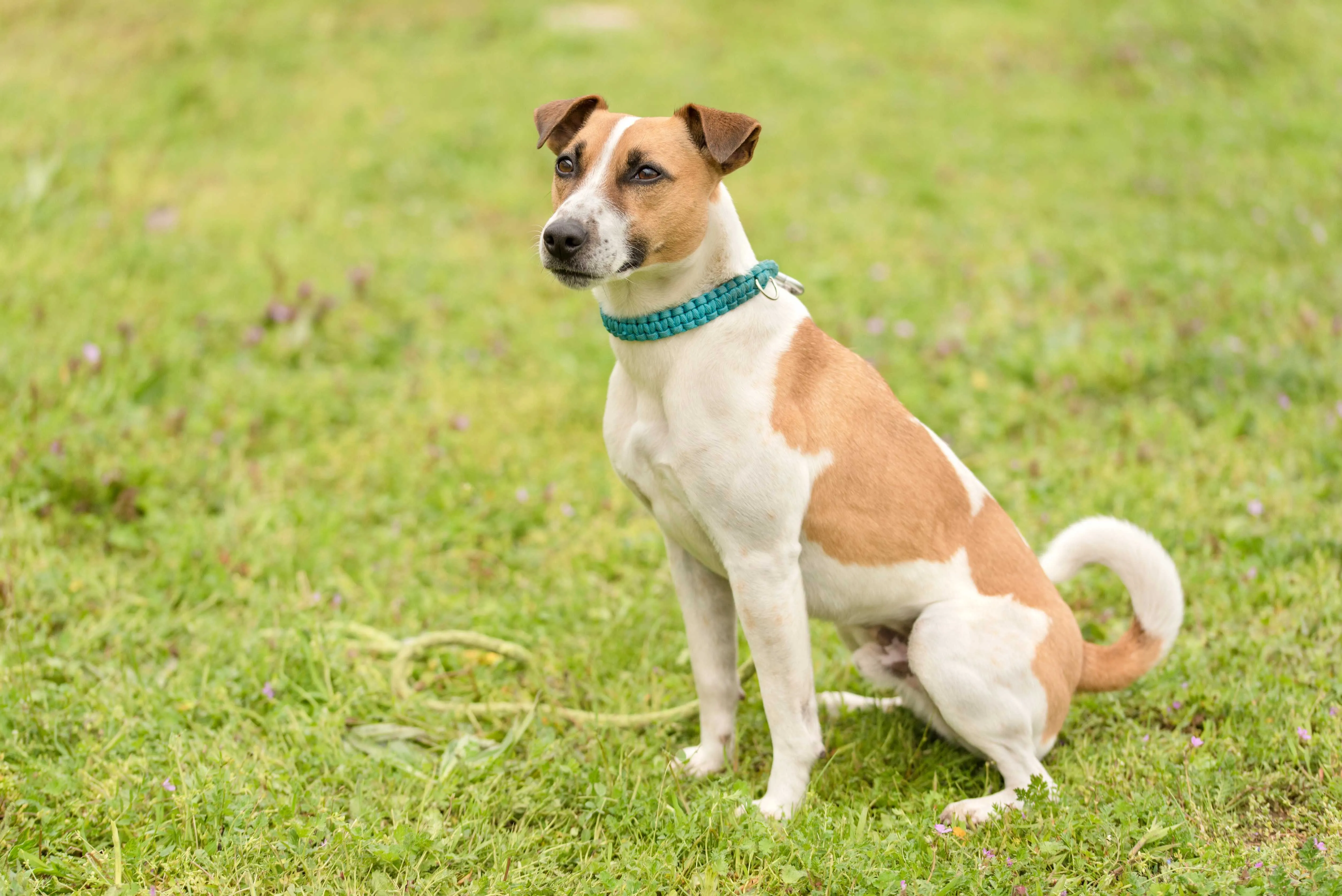Brown white Jack Russell Terrier dog sits on grass looking left wearing a blue collar